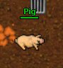 Plik:Pig.png